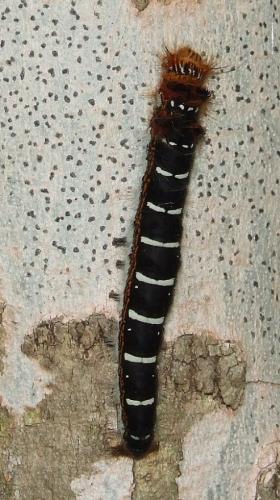 Borocera sp.